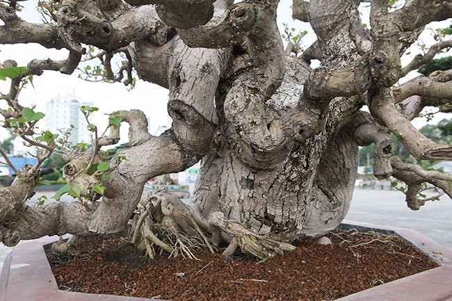 Hoa dam but tro thanh sieu pham bonsai dat hang-Hinh-5