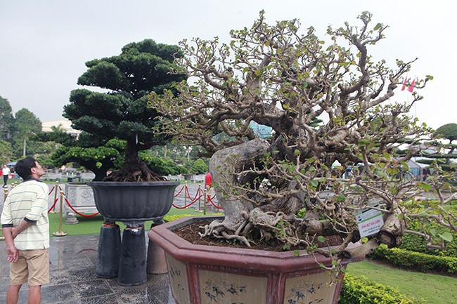 Hoa dam but tro thanh sieu pham bonsai dat hang-Hinh-6