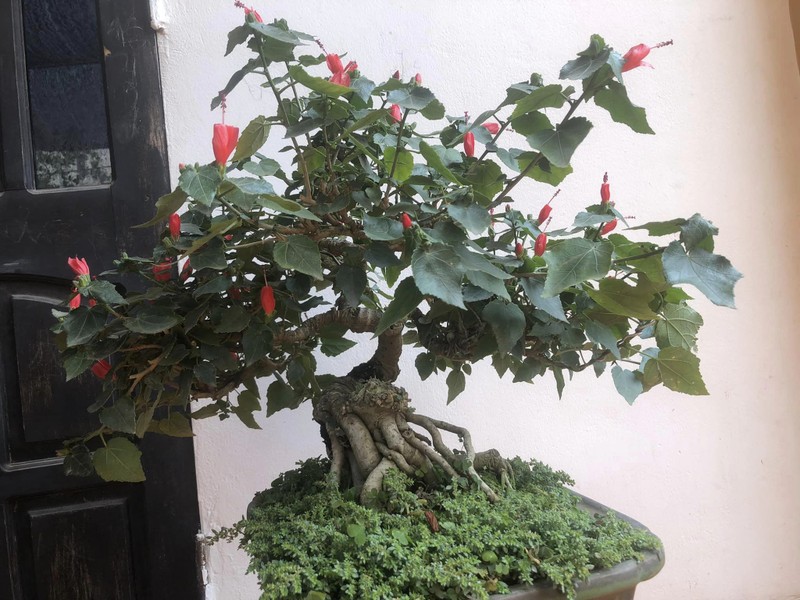 Hoa dam but tro thanh sieu pham bonsai dat hang-Hinh-7