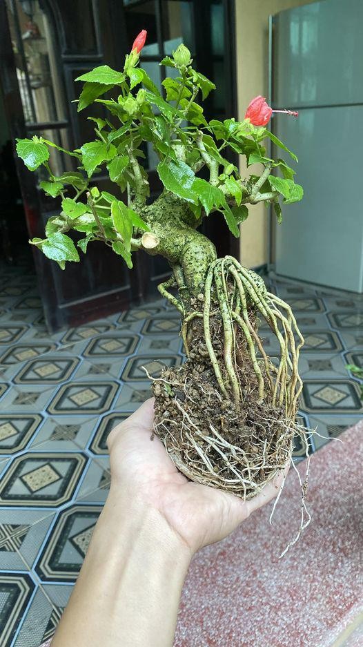 Hoa dam but tro thanh sieu pham bonsai dat hang-Hinh-9