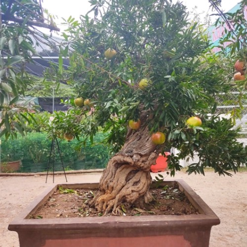 Ngam luu bonsai co thu 100 trieu khien dai gia me man-Hinh-2