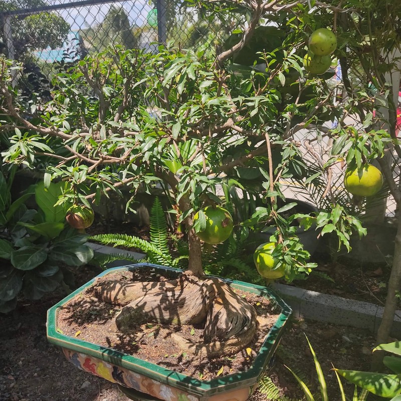 Ngam luu bonsai co thu 100 trieu khien dai gia me man-Hinh-9