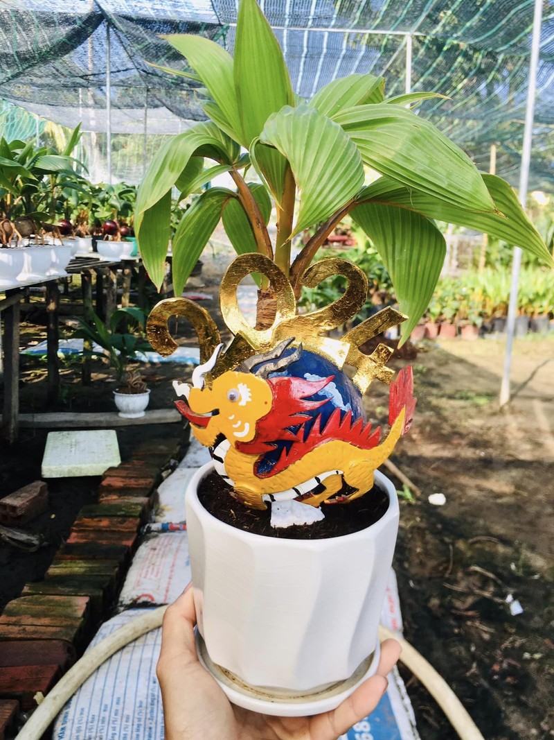 Doc dao Rong vang om dua bonsai don Tet Giap Thin 2024-Hinh-10