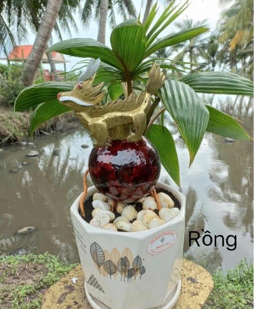 Doc dao Rong vang om dua bonsai don Tet Giap Thin 2024-Hinh-6
