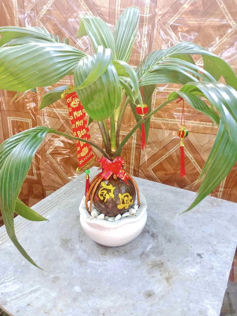Loat kieu dua bonsai doc la chao khach dip Tet-Hinh-7