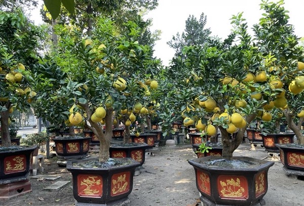 Hang chuc trieu cho chau buoi bonsai vang ruc don Tet Giap Thin 2024-Hinh-10