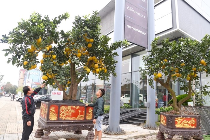 Hang chuc trieu cho chau buoi bonsai vang ruc don Tet Giap Thin 2024-Hinh-2