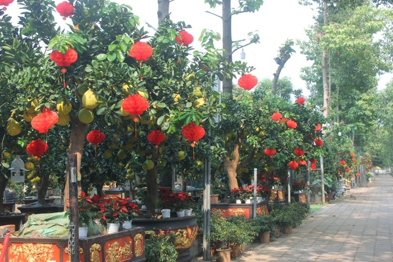 Hang chuc trieu cho chau buoi bonsai vang ruc don Tet Giap Thin 2024-Hinh-6