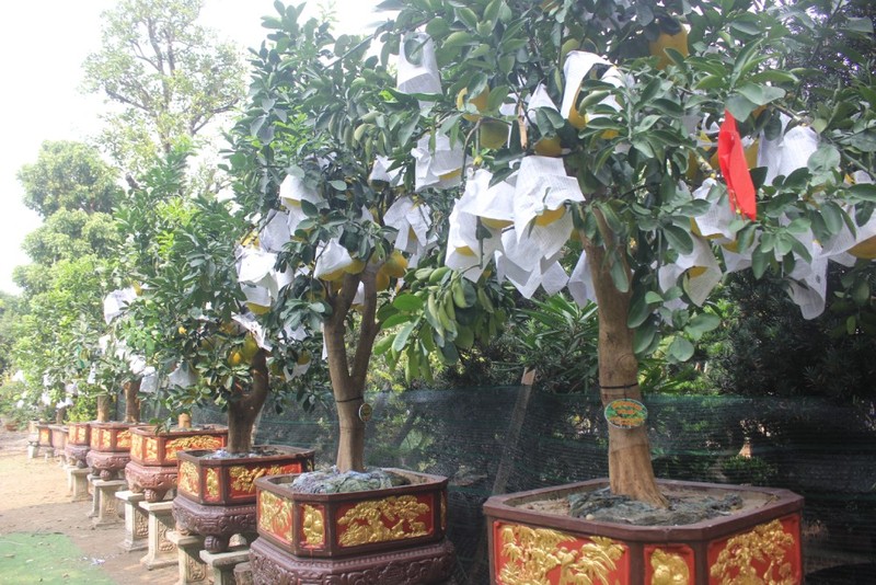 Hang chuc trieu cho chau buoi bonsai vang ruc don Tet Giap Thin 2024-Hinh-9