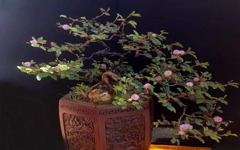 Cay co dai duoc bien thanh bonsai tuyet dep-Hinh-8