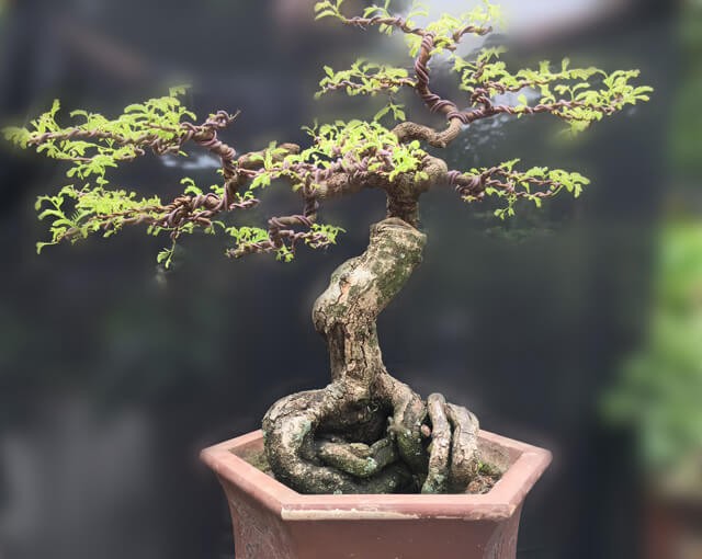 Nhung chau bonsai co hinh thu ky di, la mat khien dai gia me dam-Hinh-2