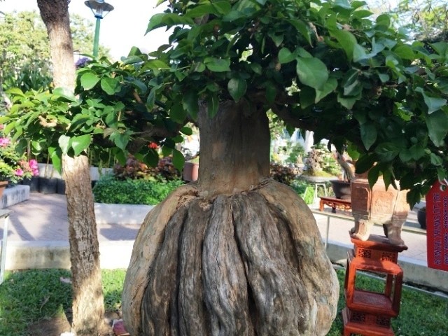 Nhung chau bonsai co hinh thu ky di, la mat khien dai gia me dam-Hinh-3