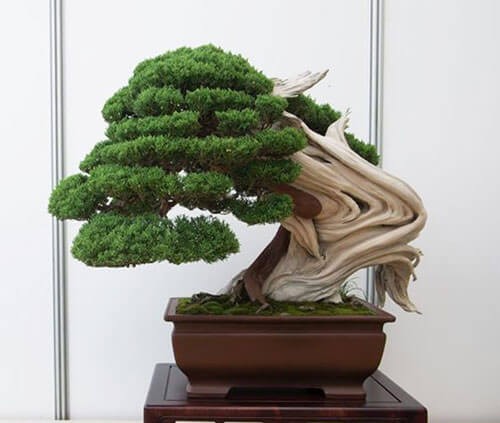 Nhung chau bonsai co hinh thu ky di, la mat khien dai gia me dam-Hinh-5