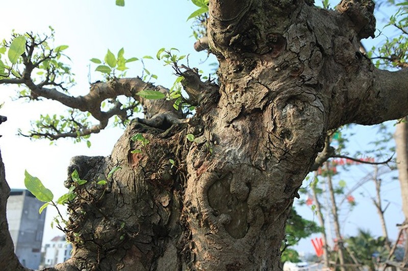 Nhung chau bonsai co hinh thu ky di, la mat khien dai gia me dam-Hinh-8