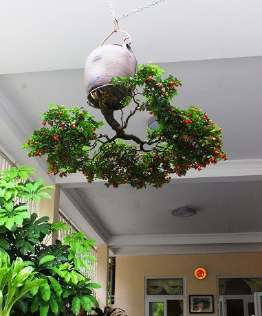 Dan bonsai moc nguoc doc nhat tai Viet Nam-Hinh-11