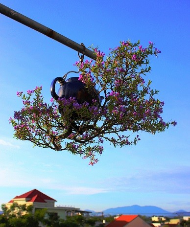 Dan bonsai moc nguoc doc nhat tai Viet Nam-Hinh-3