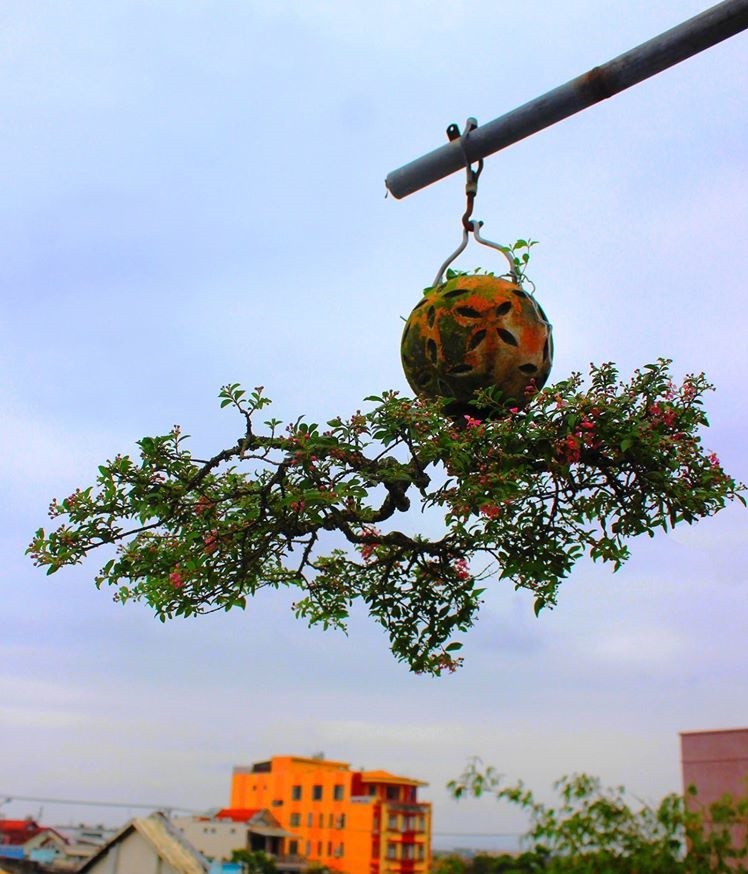 Dan bonsai moc nguoc doc nhat tai Viet Nam-Hinh-4