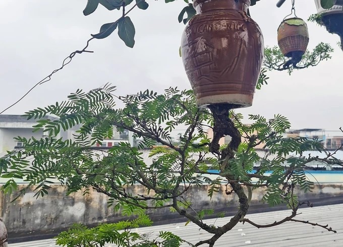 Dan bonsai moc nguoc doc nhat tai Viet Nam-Hinh-8