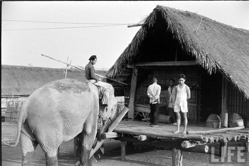 An tuong dan voi hoanh trang o Buon Me Thuot nam 1957-Hinh-5