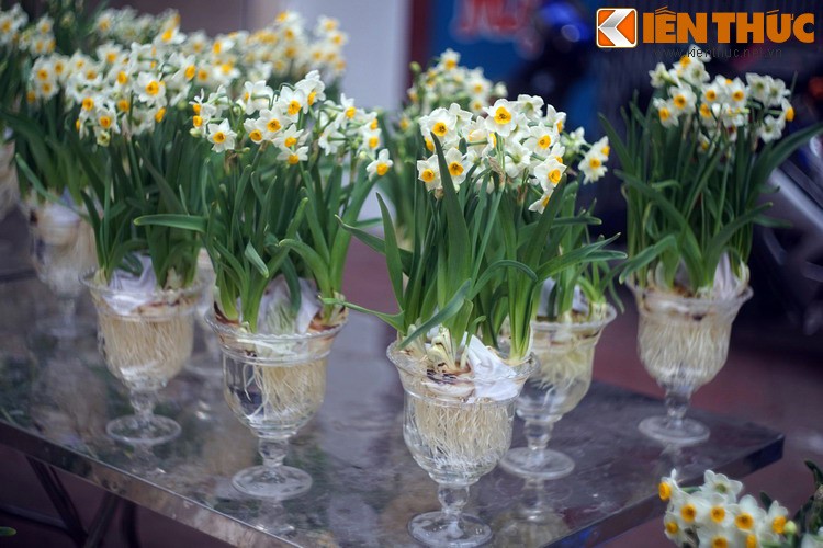 Ly ky su tich ve hoa thuy tien ngay Tet Viet-Hinh-2