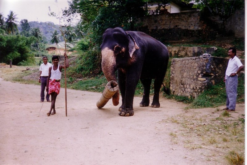 Trai nghiem cuoc song cuc thu vi o Sri Lanka nam 1993-Hinh-11