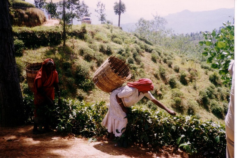 Trai nghiem cuoc song cuc thu vi o Sri Lanka nam 1993-Hinh-13