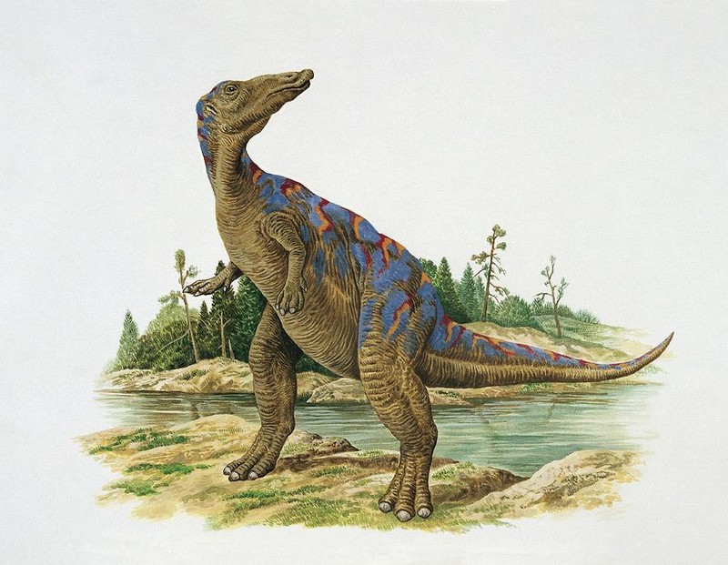 Xem rang khung long Spinosaurus o Ha Noi-Hinh-4