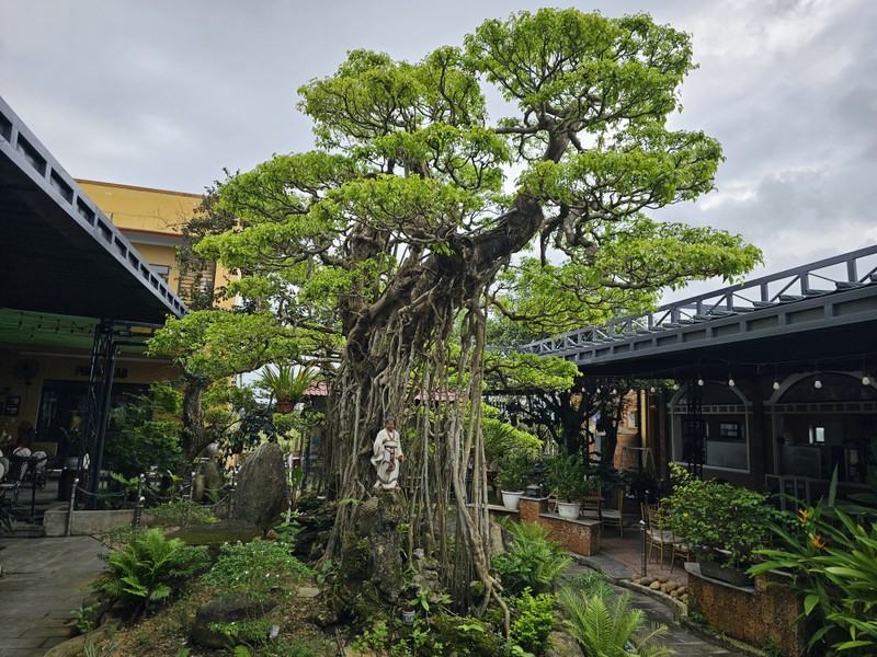 Tuyet pham bonsai “con rong Chau A” dai gia chi tien ty cung khong mua duoc-Hinh-12