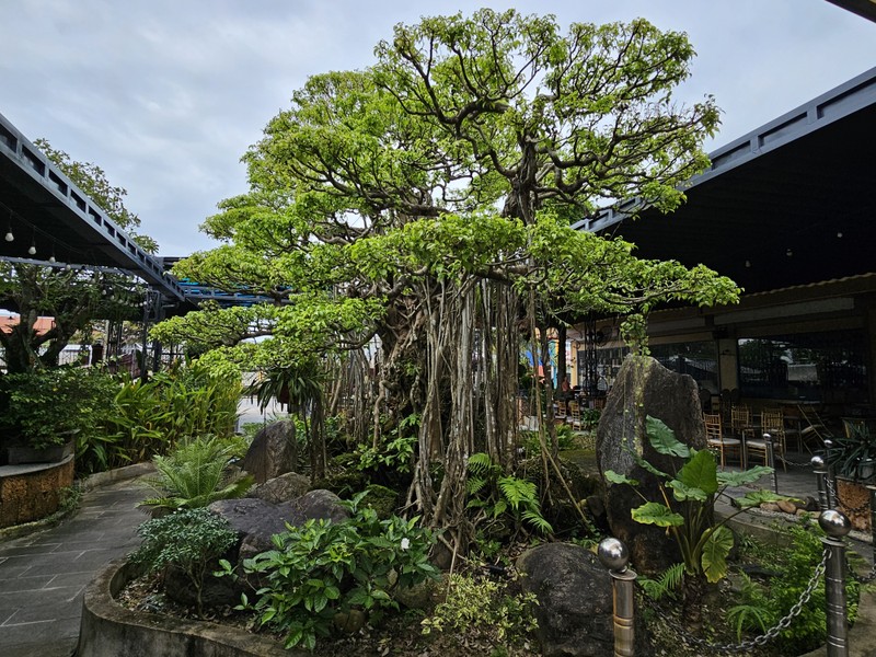 Tuyet pham bonsai “con rong Chau A” dai gia chi tien ty cung khong mua duoc-Hinh-2