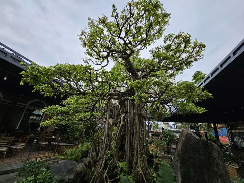 Tuyet pham bonsai “con rong Chau A” dai gia chi tien ty cung khong mua duoc-Hinh-6