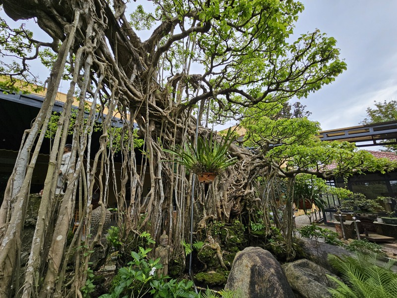 Tuyet pham bonsai “con rong Chau A” dai gia chi tien ty cung khong mua duoc-Hinh-7