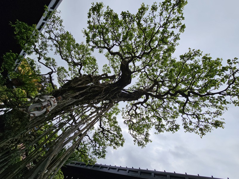 Tuyet pham bonsai “con rong Chau A” dai gia chi tien ty cung khong mua duoc-Hinh-8