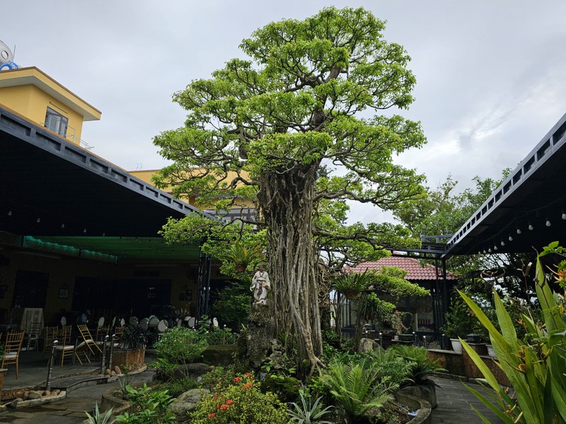 Tuyet pham bonsai “con rong Chau A” dai gia chi tien ty cung khong mua duoc-Hinh-9