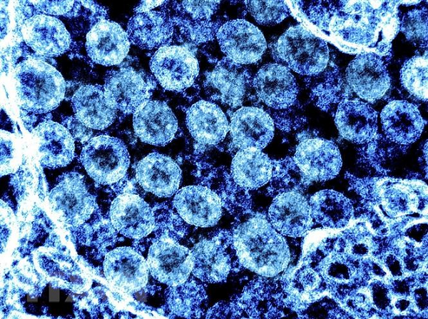 CDC Trung Quoc: Cac loai nhiem SARS-CoV-2 trong tu nhien gia tang kho kiem soat-Hinh-12