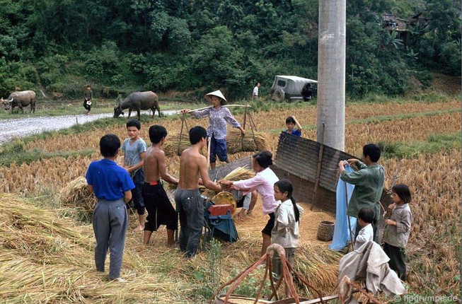 Anh dep ve nhung chu trau o Viet Nam nam 1992-Hinh-12