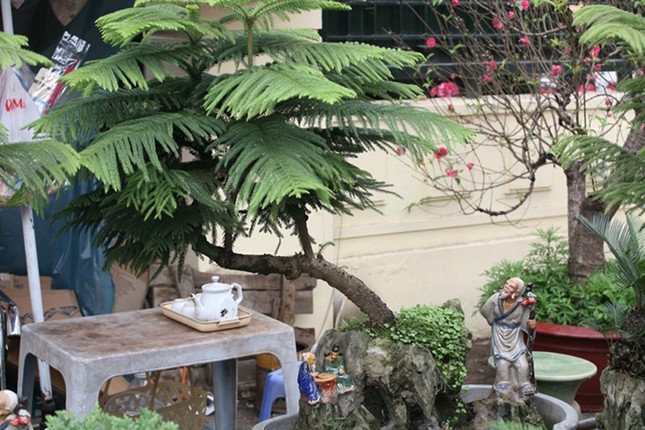 Van tue bonsai gia ca chuc trieu dong/chau-Hinh-11