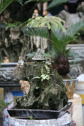 Van tue bonsai gia ca chuc trieu dong/chau-Hinh-12