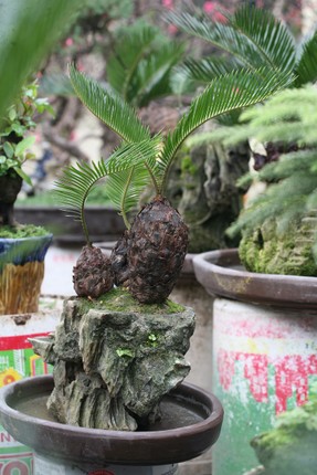 Van tue bonsai gia ca chuc trieu dong/chau-Hinh-2