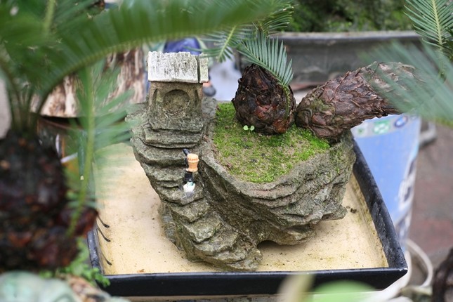 Van tue bonsai gia ca chuc trieu dong/chau-Hinh-6