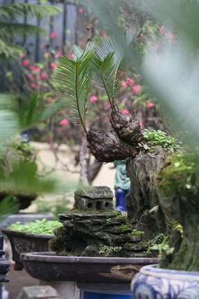 Van tue bonsai gia ca chuc trieu dong/chau-Hinh-9