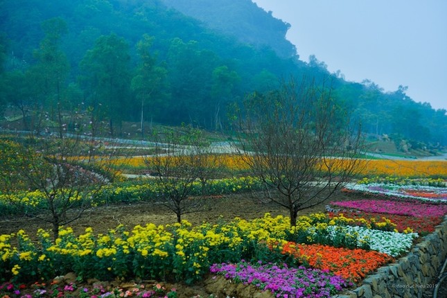 Du xuan dau nam: Vuon hoa 15 hecta dep ruc ro o Ninh Binh