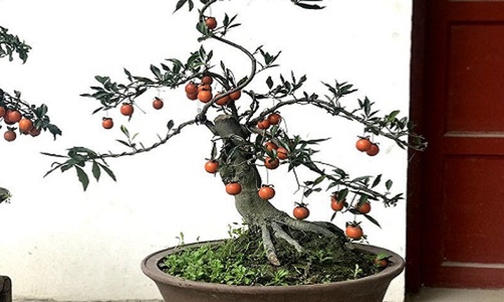 Hong da bonsai - Mot choi cay canh tien ty Tet Ky Hoi 2019-Hinh-2