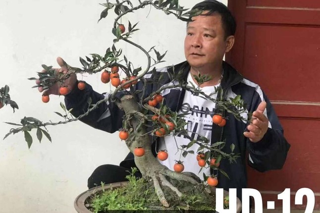 Hong da bonsai - Mot choi cay canh tien ty Tet Ky Hoi 2019-Hinh-4