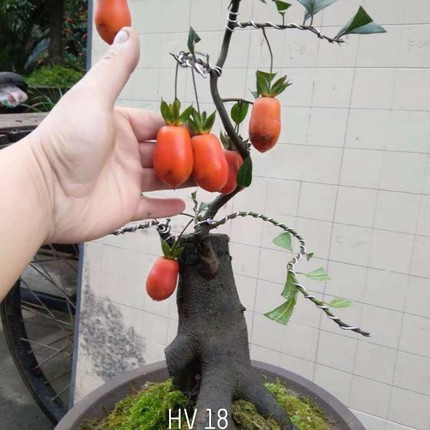 Hong da bonsai - Mot choi cay canh tien ty Tet Ky Hoi 2019-Hinh-6