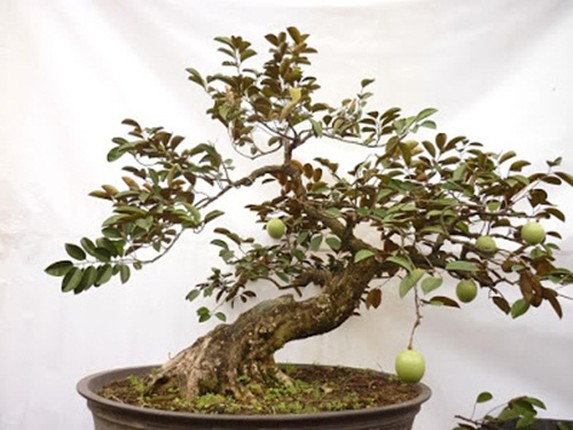 Vu sua bonsai co thu chung Tet gia 