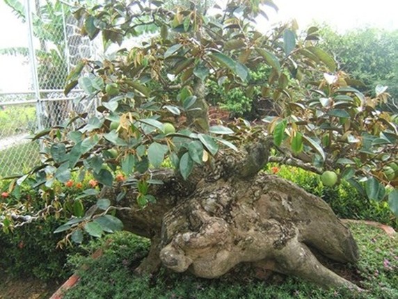 Vu sua bonsai co thu chung Tet gia 