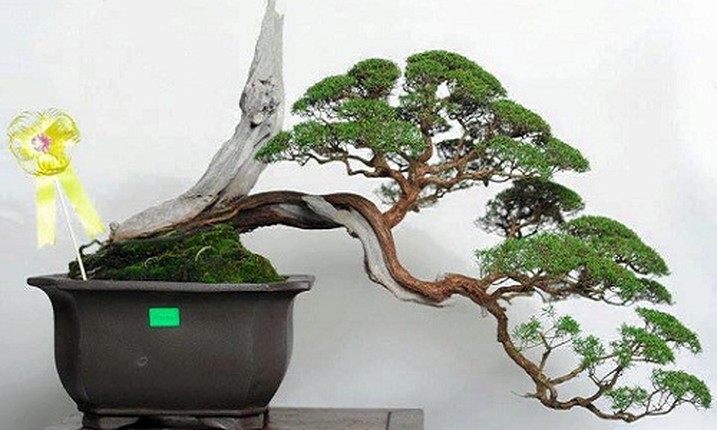 Loat tac pham kim sa tung bonsai dep me man long nguoi-Hinh-2