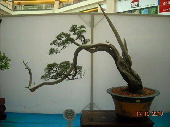 Loat tac pham kim sa tung bonsai dep me man long nguoi-Hinh-5