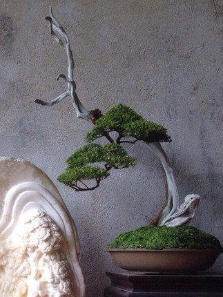 Loat tac pham kim sa tung bonsai dep me man long nguoi-Hinh-8