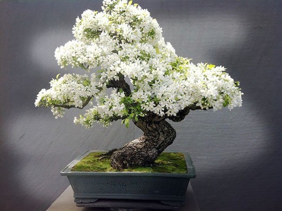 Man nhan ngam bach tuyet mai bonsai tuyet dep chung Tet-Hinh-2